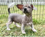 Zippy - Female Crestoxie Puppy for Sale - Small photo