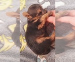Small Photo #297 Yorkshire Terrier Puppy For Sale in AKRON, OH, USA