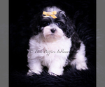 Puppy Vision F1 Maltipoo (Miniature)