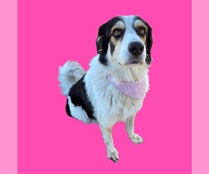 Great Pyrenees-Unknown Mix Dogs for adoption in Bakersfield, CA, USA