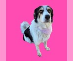 *QUEEN - Female Great Pyrenees-Unknown Mix Dog for Adoption - Small photo