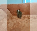 Small #3 Pembroke Welsh Corgi