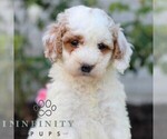 Small #3 Goldendoodle (Miniature)