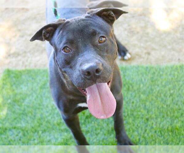 Medium Photo #1 American Staffordshire Terrier-Unknown Mix Puppy For Sale in Tallahassee, FL, USA