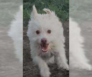 Havanese-Unknown Mix Dogs for adoption in Minneapolis, MN, USA