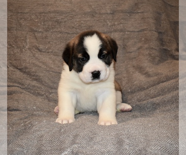 Medium Photo #33 Saint Bernard Puppy For Sale in CAMBRIDGE, NE, USA