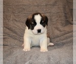 Small #32 Saint Bernard