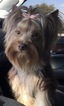 Small Photo #1 Yorkshire Terrier Puppy For Sale in ROANOKE, TX, USA