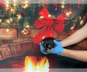 German Shepherd Dog-Unknown Mix Dogs for adoption in San Bernardino, CA, USA