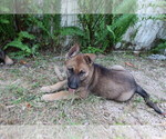 Small Photo #4 German Shepherd Dog Puppy For Sale in LAKELAND, FL, USA