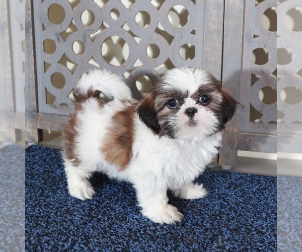 Medium Photo #1 Shih Tzu Puppy For Sale in MOUNT VERNON, OH, USA