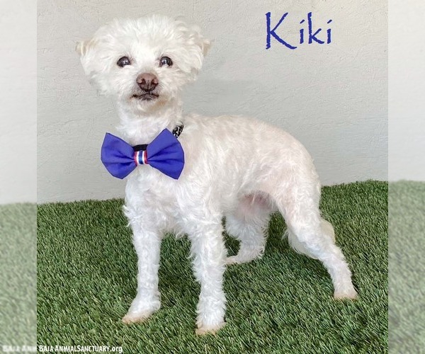 Medium Photo #1 Maltipoo (Miniature) Puppy For Sale in San Diego, CA, USA