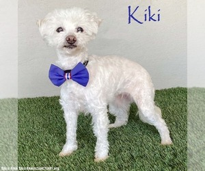 Maltipoo (Miniature) Dogs for adoption in San Diego, CA, USA