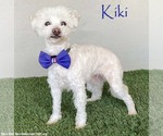 Small Maltipoo (Miniature)