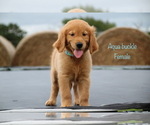 Small Photo #19 Golden Retriever Puppy For Sale in KEMP, TX, USA