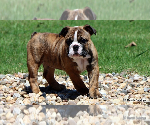 Medium Photo #1 Bulldog Puppy For Sale in WINNSBORO, TX, USA