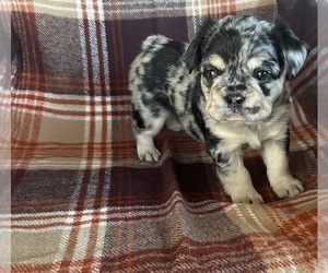 French Bulldog Puppy for sale in NEWTON, NJ, USA