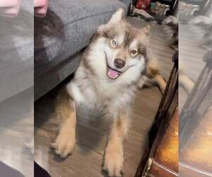 Father of the Siberian Husky puppies born on 12/17/2022
