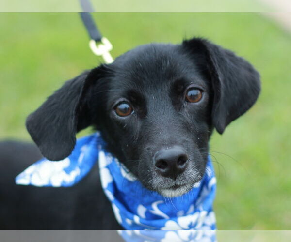 Medium Photo #1 Pomeagle Puppy For Sale in Cookeville, TN, USA