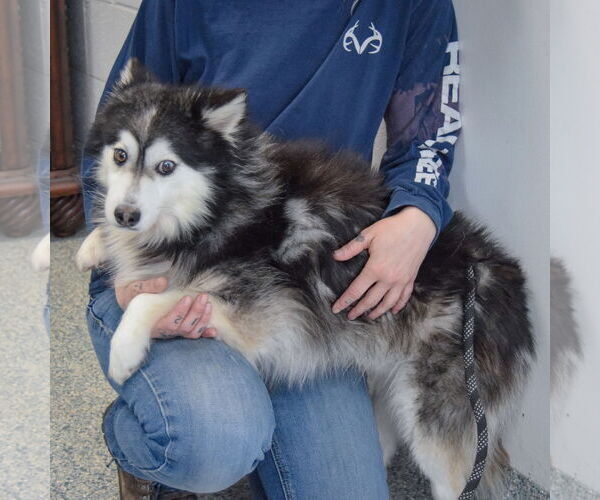 Medium Photo #5 Pomsky Puppy For Sale in Huntley, IL, USA