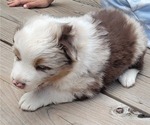 Small #5 Australian Shepherd