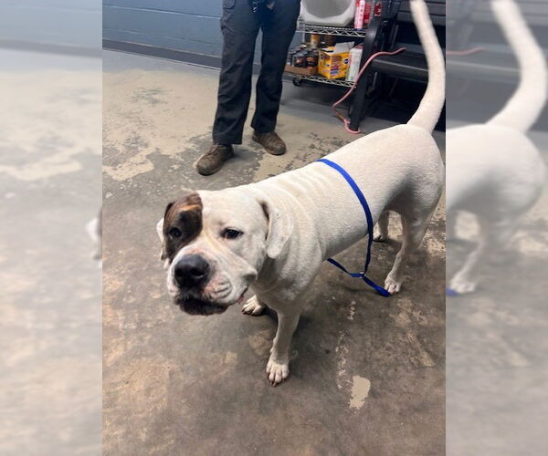 Medium Photo #1 American Bulldog-Unknown Mix Puppy For Sale in Tallahassee, FL, USA