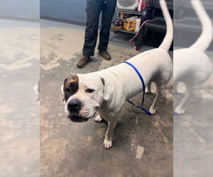 American Bulldog-Unknown Mix Dogs for adoption in Tallahassee, FL, USA