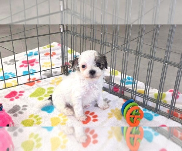 Medium Photo #13 Havapoo Puppy For Sale in ORO VALLEY, AZ, USA