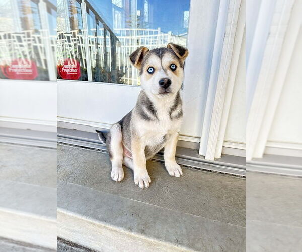 Medium Photo #1 Gerberian Shepsky Puppy For Sale in Aurora, IN, USA