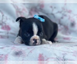 Boston Terrier Puppy for sale in LAKELAND, FL, USA