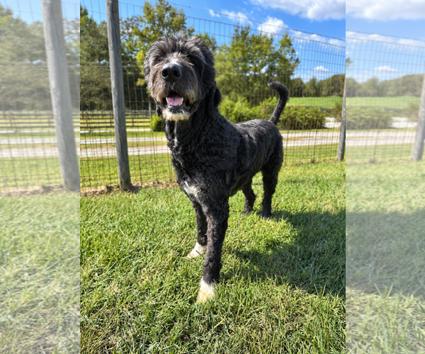 Medium Photo #2 Poodle (Standard)-Unknown Mix Puppy For Sale in Pacolet, SC, USA