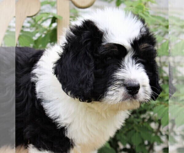 Medium Photo #4 Bernedoodle Puppy For Sale in MERCERSBURG, PA, USA