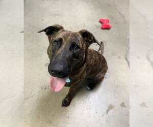 Holland Shepherd-Unknown Mix Dogs for adoption in Rockaway, NJ, USA