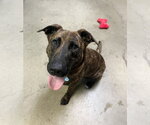 Small Holland Shepherd Mix