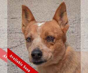 Australian Shepherd-Red Heeler Mix Dogs for adoption in Huntley, IL, USA