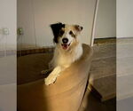 Small #1 Australian Shepherd-Great Pyrenees Mix