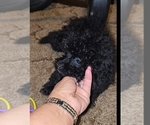 Small #6 Poodle (Toy)
