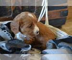 Small Photo #12 Cavapoo (Miniature) Puppy For Sale in GREENWOOD, WI, USA