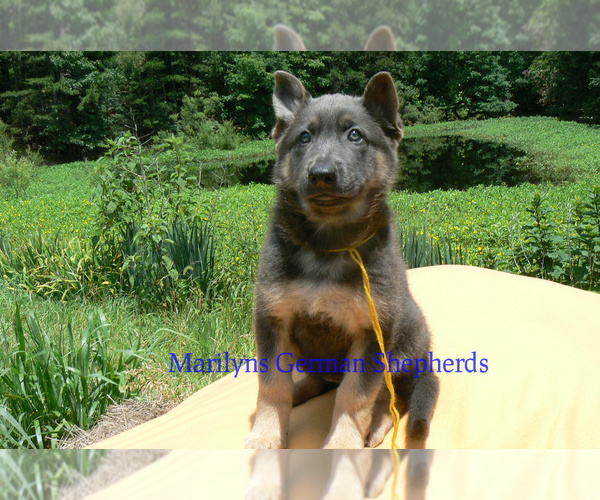 Medium Photo #5 German Shepherd Dog Puppy For Sale in PIEDMONT, MO, USA