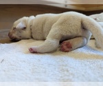 Small Photo #20 Labrador Retriever Puppy For Sale in LOGAN, UT, USA