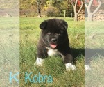Small Photo #5 Akita Puppy For Sale in CANFIELD, OH, USA