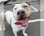 Small #4 Staffordshire Bull Terrier Mix