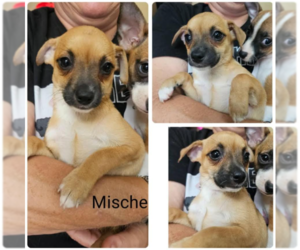 Chihuahua-Unknown Mix Dogs for adoption in Cranston, RI, USA