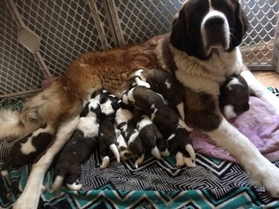Saint Bernard Puppy for sale in NORTH BEND, OR, USA