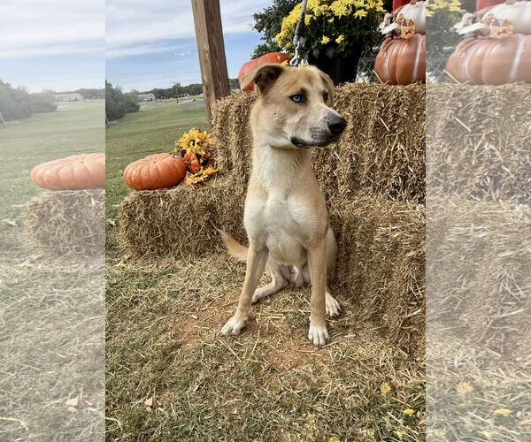 Medium Photo #4 Retriever -Unknown Mix Puppy For Sale in Rustburg, VA, USA