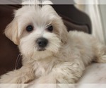Small Photo #8 Maltese Puppy For Sale in WEST PALM BEACH, FL, USA