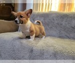 Small Photo #5 Pembroke Welsh Corgi Puppy For Sale in SPRINGFIELD, MO, USA