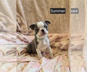 Boston Terrier Puppy for sale in MINERAL WELLS, WV, USA