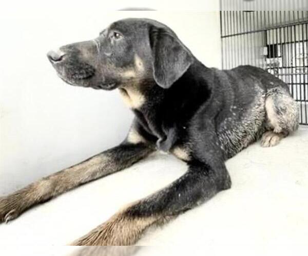 Medium Photo #2 Labrador Retriever-Unknown Mix Puppy For Sale in Houston, TX, USA