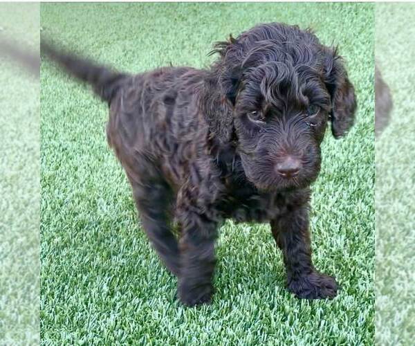 Medium Photo #5 Labradoodle Puppy For Sale in THE VILLAGES, FL, USA